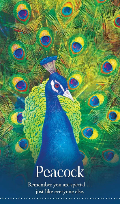 Wild Dreams Animal Oracle Cards Blue Angel