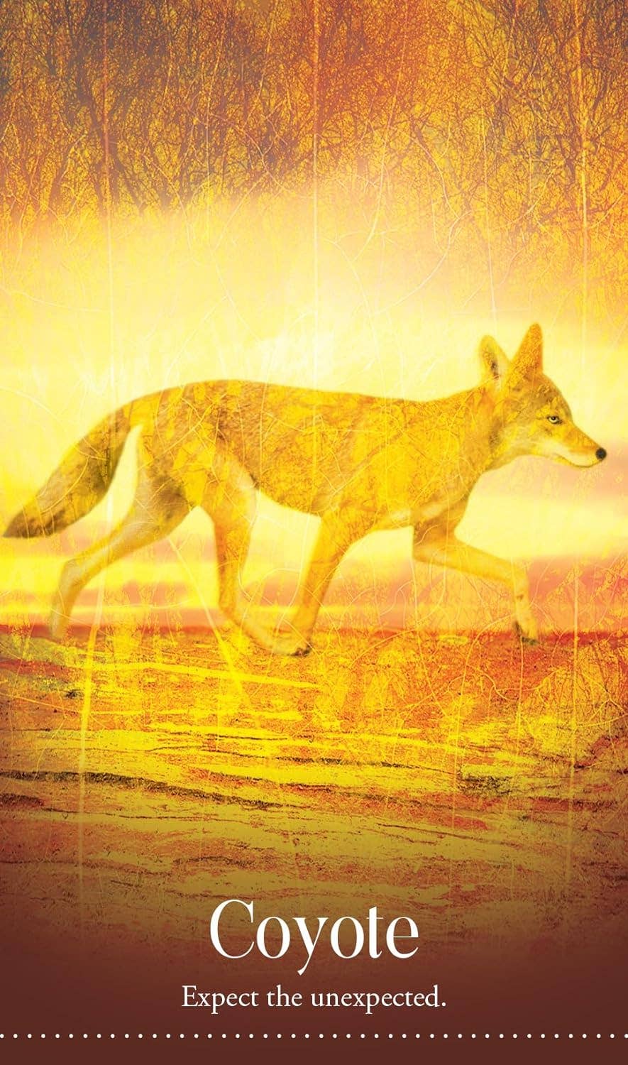 Wild Dreams Animal Oracle Cards Blue Angel